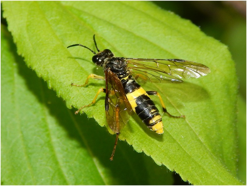 Tenthredinidae